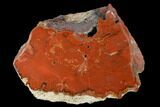 Polished Petrified Wood (Araucarioxylon) - Arizona #147900-1